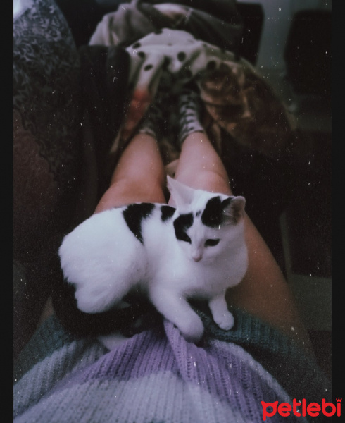 Tekir Kedi, Kedi  Liya fotoğrafı