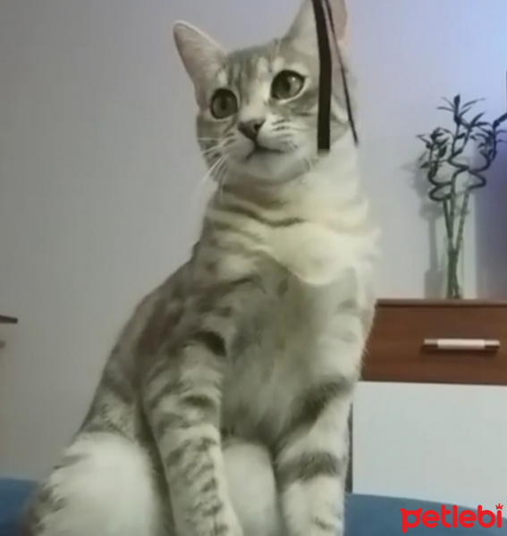 Tekir Kedi, Kedi  Pariş fotoğrafı