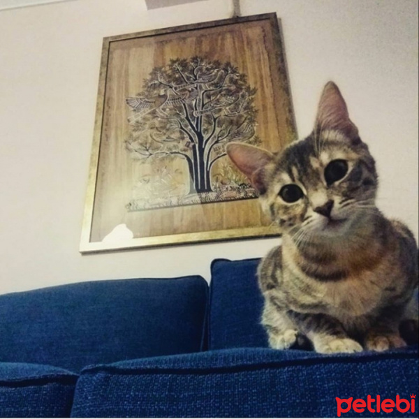 Tekir Kedi, Kedi  Pariş fotoğrafı
