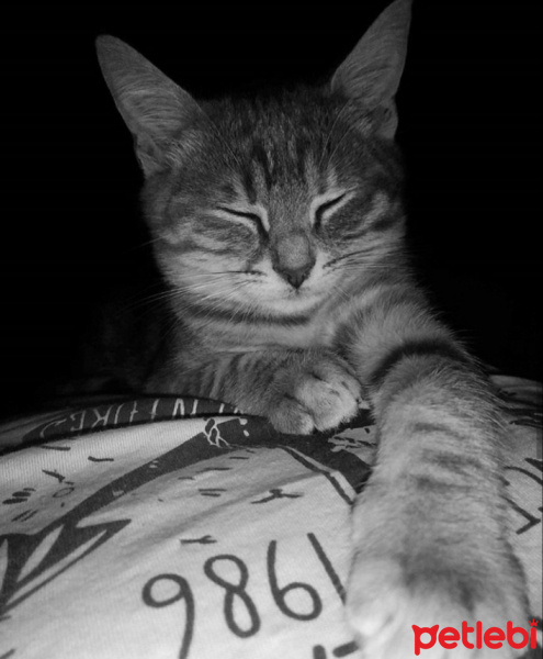 Tekir Kedi, Kedi  Pariş fotoğrafı