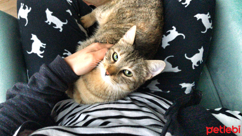 Tekir Kedi, Kedi  Miya fotoğrafı