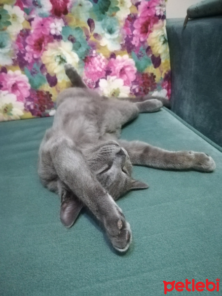 British Shorthair, Kedi  Duman fotoğrafı