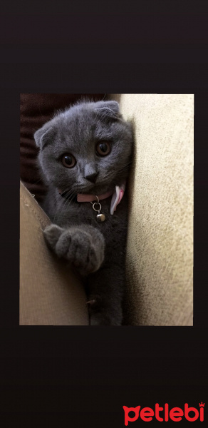 Scottish Fold, Kedi  Luna fotoğrafı