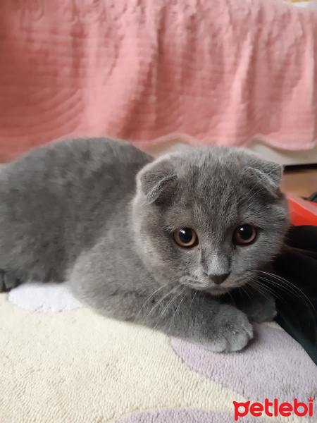 Scottish Fold, Kedi  Luna fotoğrafı