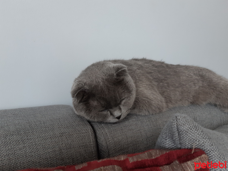 Scottish Fold, Kedi  Luna fotoğrafı