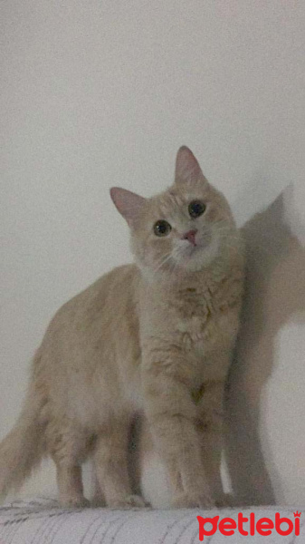 Sarman, Kedi  minnoş fotoğrafı