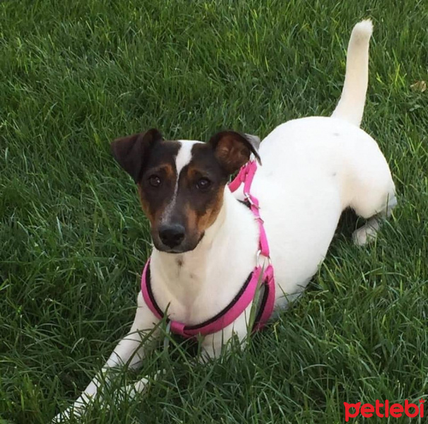 Jack Russell Terrier, Köpek  rozie fotoğrafı