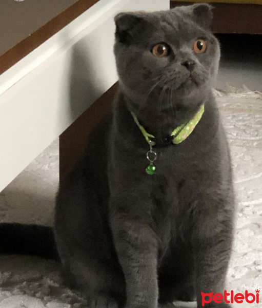 Scottish Fold, Kedi  Cumali fotoğrafı