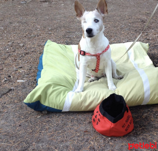 Jack Russell Terrier, Köpek  Lisa fotoğrafı