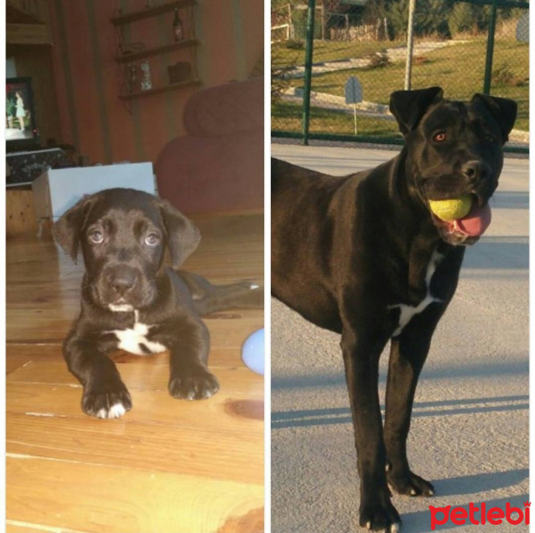 Cane Corso Italiano, Köpek  Çavuş fotoğrafı