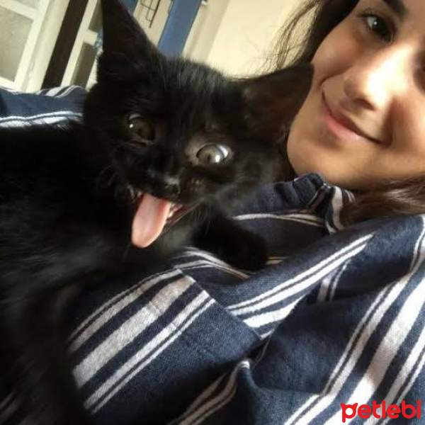 Bombay, Kedi  Uzay fotoğrafı
