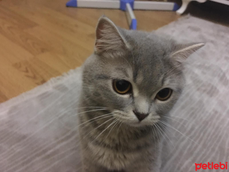 British Shorthair, Kedi  Mia fotoğrafı