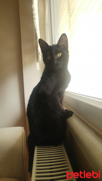 Bombay, Kedi  Kara Kız fotoğrafı