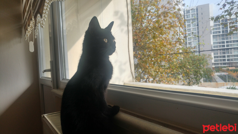 Bombay, Kedi  Kara Kız fotoğrafı