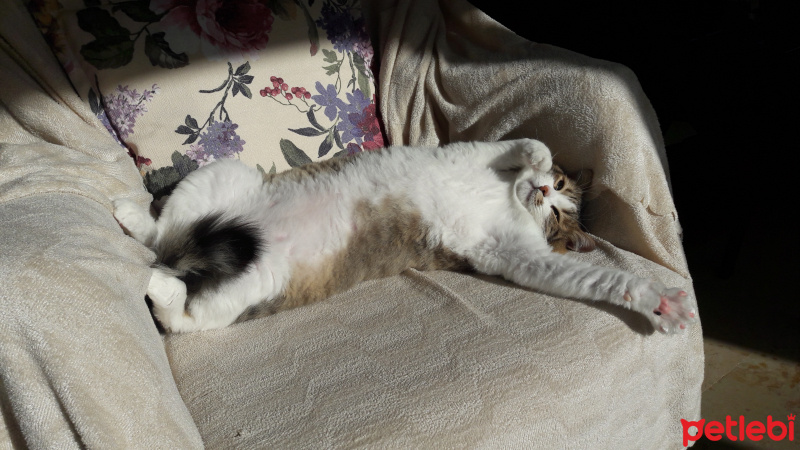 Tekir Kedi, Kedi  Pisi fotoğrafı