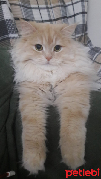Chinchilla, Kedi  Bal fotoğrafı