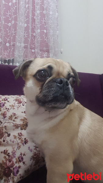 Pug, Köpek  müdür fotoğrafı