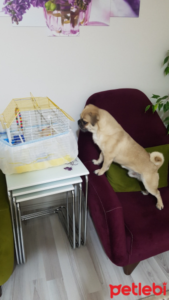 Pug, Köpek  müdür fotoğrafı