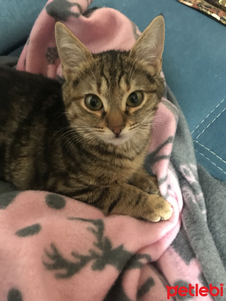 Tekir Kedi, Kedi  Masha fotoğrafı