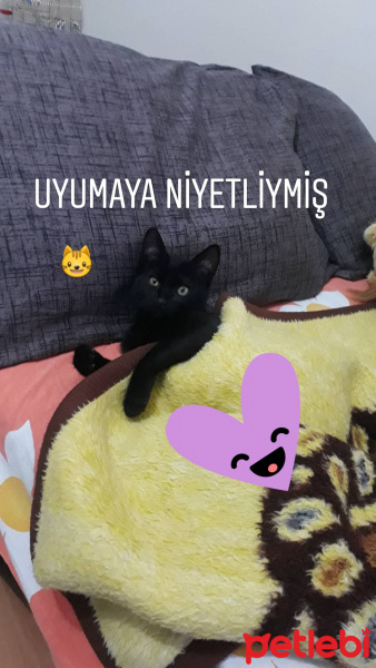 Bombay, Kedi  Gece fotoğrafı
