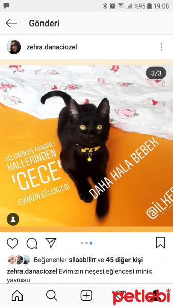 Bombay, Kedi  Gece fotoğrafı