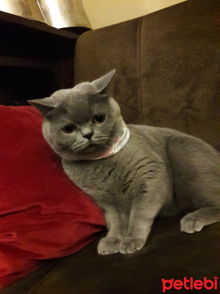 British Shorthair, Kedi  Badem fotoğrafı