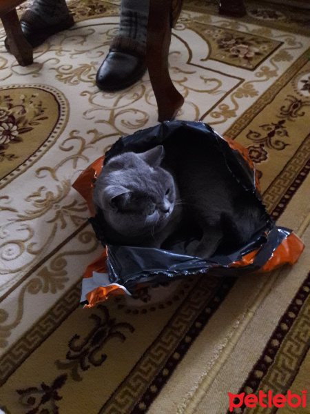 British Shorthair, Kedi  Badem fotoğrafı