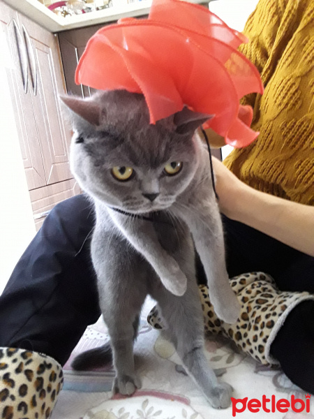 British Shorthair, Kedi  Badem fotoğrafı
