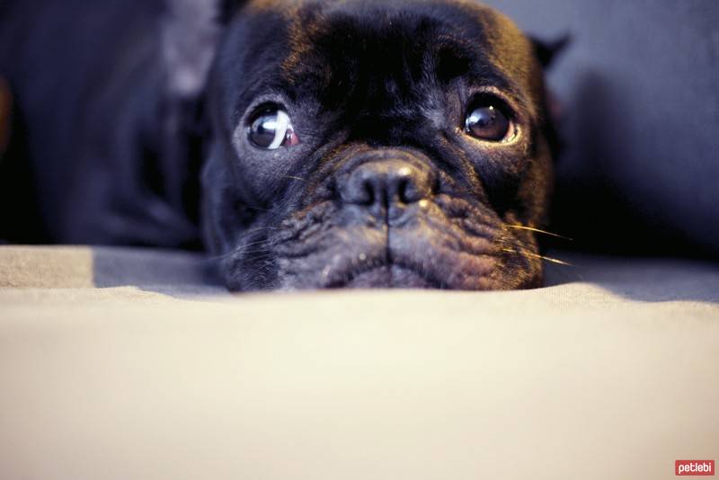 Fransız Bulldog, Köpek  Piglet fotoğrafı