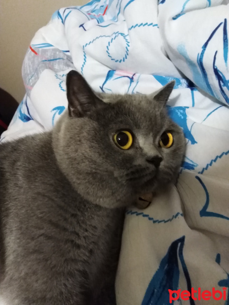British Shorthair, Kedi  Badem fotoğrafı
