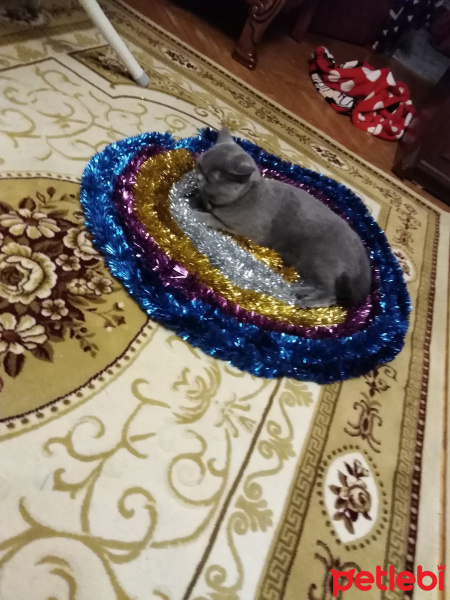 British Shorthair, Kedi  Badem fotoğrafı
