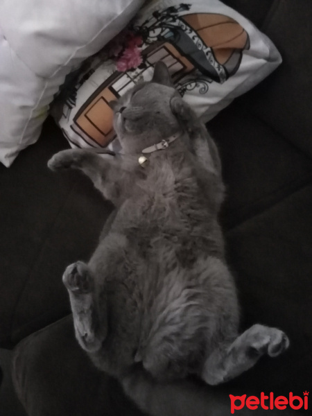 British Shorthair, Kedi  Badem fotoğrafı