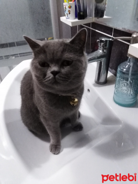 British Shorthair, Kedi  Badem fotoğrafı