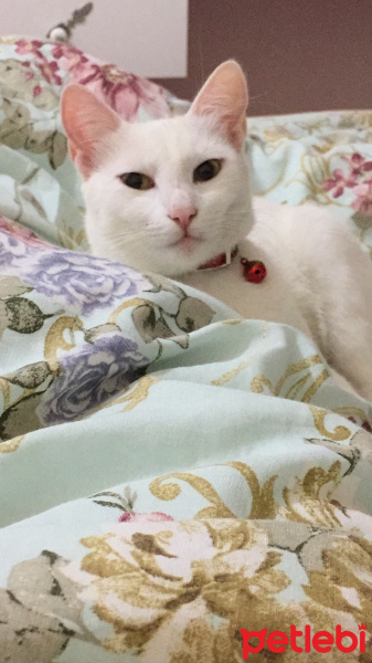 Van Kedisi, Kedi  Binnaz fotoğrafı