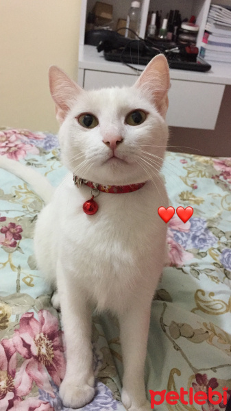 Van Kedisi, Kedi  Binnaz fotoğrafı