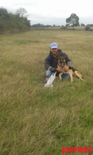 Alman Çoban Köpeği, Köpek  Daisy fotoğrafı