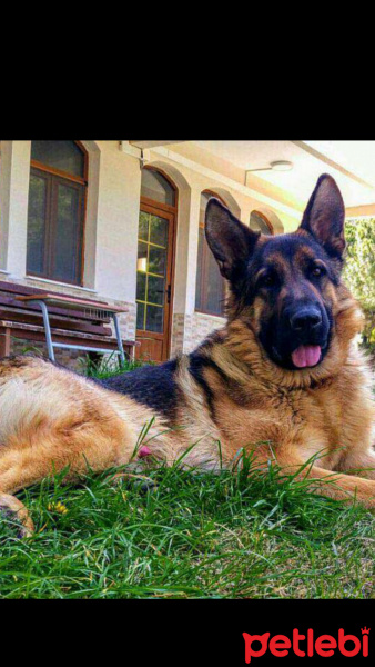 Alman Çoban Köpeği, Köpek  Leo fotoğrafı