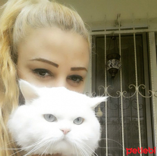 Chinchilla, Kedi  paşa fotoğrafı