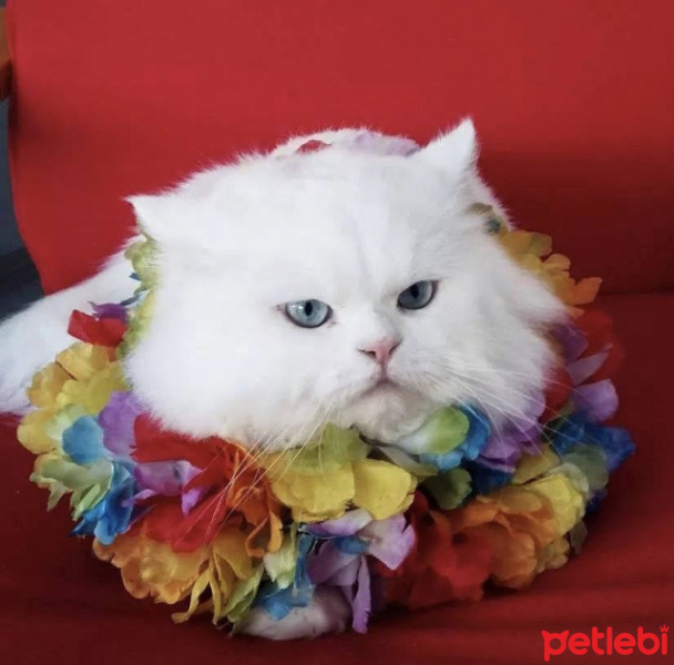 Chinchilla, Kedi  paşa fotoğrafı