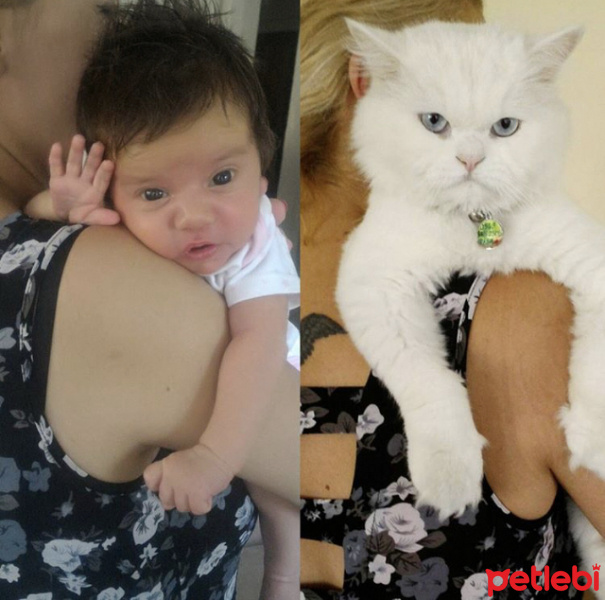 Chinchilla, Kedi  paşa fotoğrafı