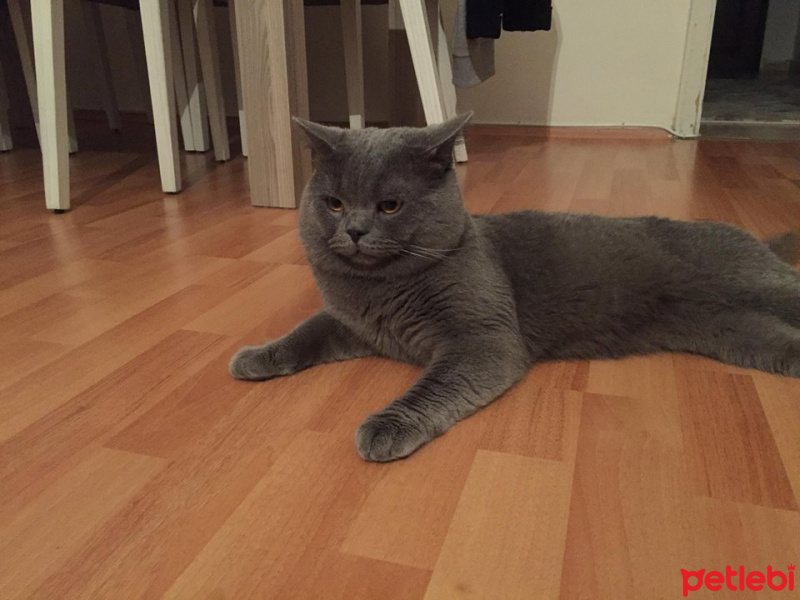 British Shorthair, Kedi  Cabbar fotoğrafı