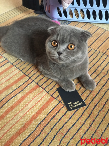 Scottish Fold, Kedi  Elvis fotoğrafı