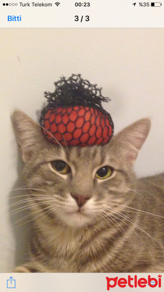 Tekir Kedi, Kedi  Maya fotoğrafı