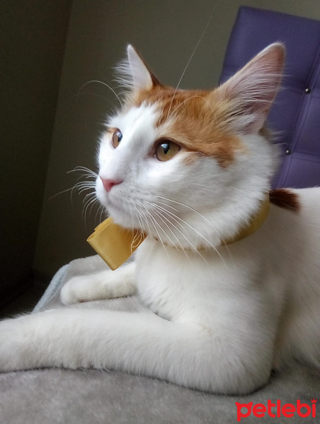 Tekir Kedi, Kedi  Şanslı fotoğrafı