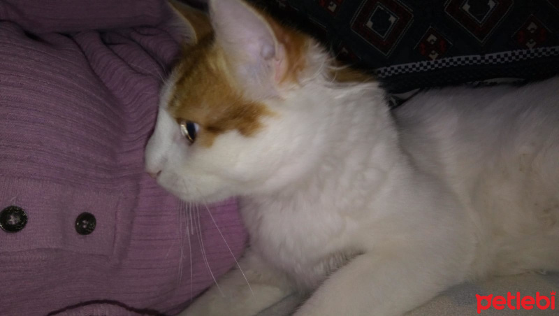 Tekir Kedi, Kedi  Şanslı fotoğrafı
