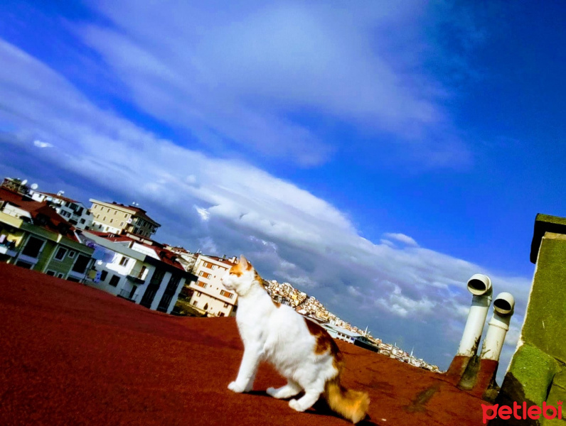 Tekir Kedi, Kedi  Şanslı fotoğrafı