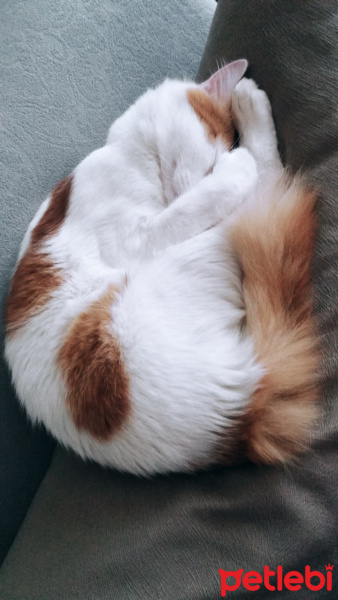 Tekir Kedi, Kedi  Şanslı fotoğrafı