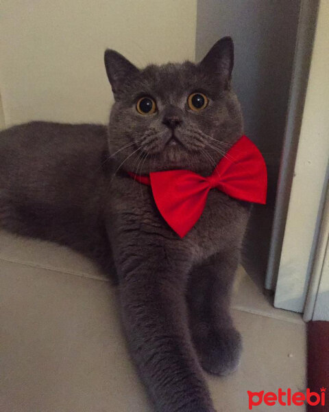 British Shorthair, Kedi  Gürbüz fotoğrafı