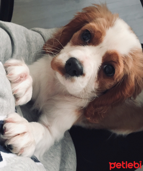 Cavalier King Charles Spanieli, Köpek  Behlül fotoğrafı