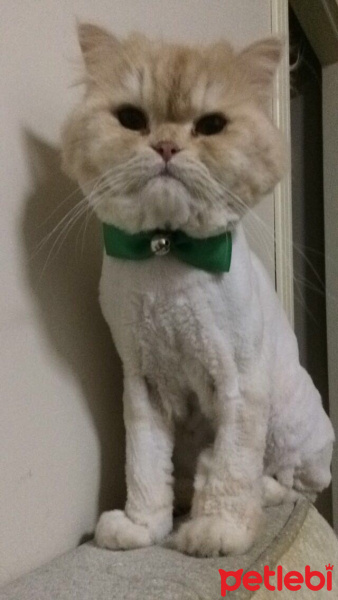 Chinchilla, Kedi  Osman fotoğrafı